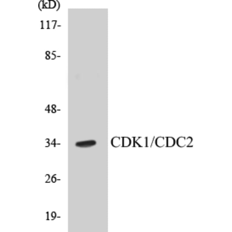 Western Blot - CDK1 Cell Based ELISA Kit (CB5129) - Antibodies.com