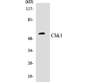 Western Blot - Chk1 Cell Based ELISA Kit (CB5135) - Antibodies.com