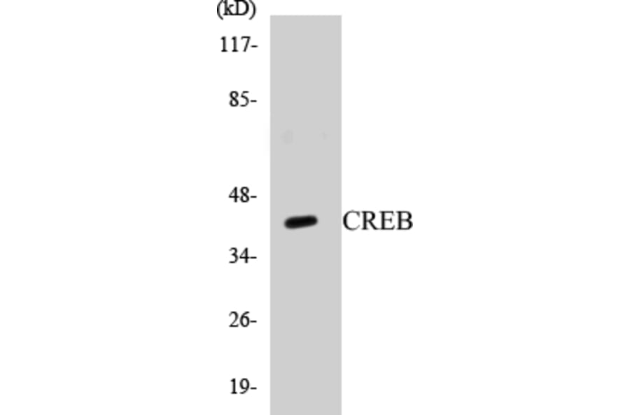 Western Blot - CREB Cell Based ELISA Kit (CB5169) - Antibodies.com