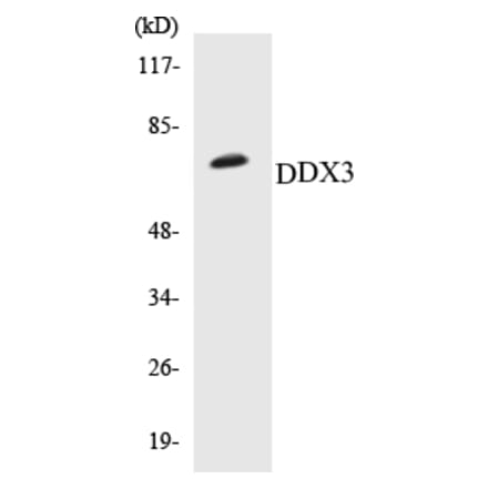 Western Blot - DDX3 Cell Based ELISA Kit (CB5202) - Antibodies.com