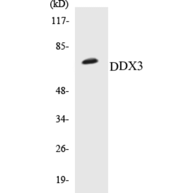Western Blot - DDX3 Cell Based ELISA Kit (CB5202) - Antibodies.com