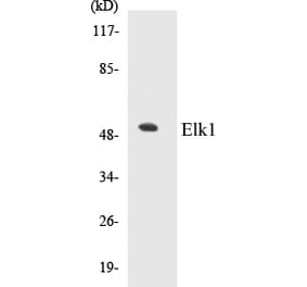 Western Blot - Elk1 Cell Based ELISA Kit (CB5229) - Antibodies.com