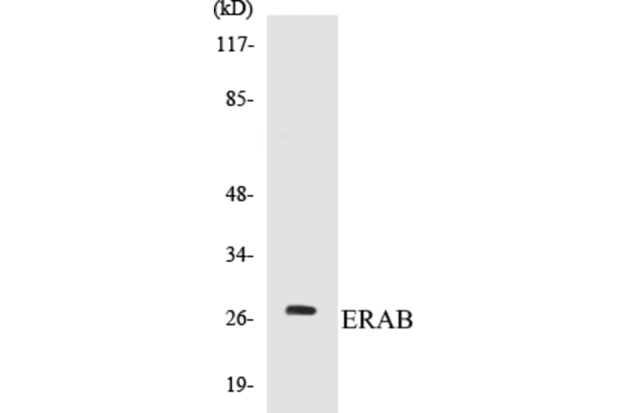 Western Blot - ERAB Cell Based ELISA Kit (CB5245) - Antibodies.com