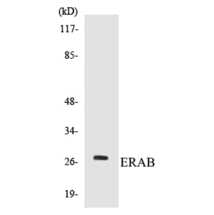 Western Blot - ERAB Cell Based ELISA Kit (CB5245) - Antibodies.com