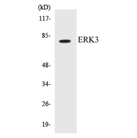 Western Blot - ERK3 Cell Based ELISA Kit (CB5247) - Antibodies.com