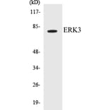 Western Blot - ERK3 Cell Based ELISA Kit (CB5247) - Antibodies.com
