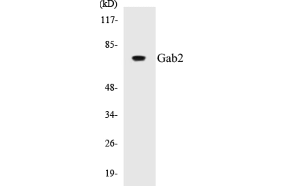 Western Blot - Gab2 Cell Based ELISA Kit (CB5282) - Antibodies.com