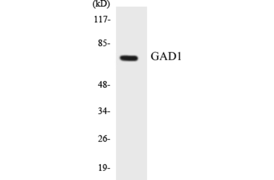 Western Blot - GAD1 Cell Based ELISA Kit (CB5284) - Antibodies.com