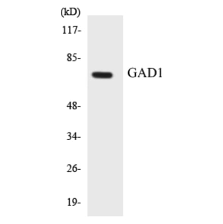 Western Blot - GAD1 Cell Based ELISA Kit (CB5284) - Antibodies.com