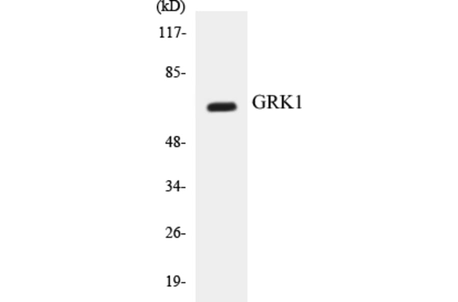 Western Blot - GRK1 Cell Based ELISA Kit (CB5305) - Antibodies.com