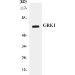 Western Blot - GRK1 Cell Based ELISA Kit (CB5305) - Antibodies.com