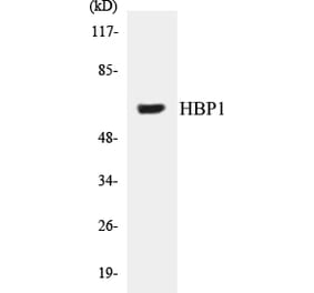 Western Blot - HBP1 Cell Based ELISA Kit (CB5316) - Antibodies.com