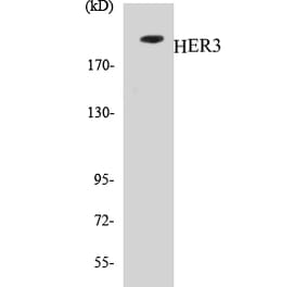 Western Blot - HER3 Cell Based ELISA Kit (CB5330) - Antibodies.com