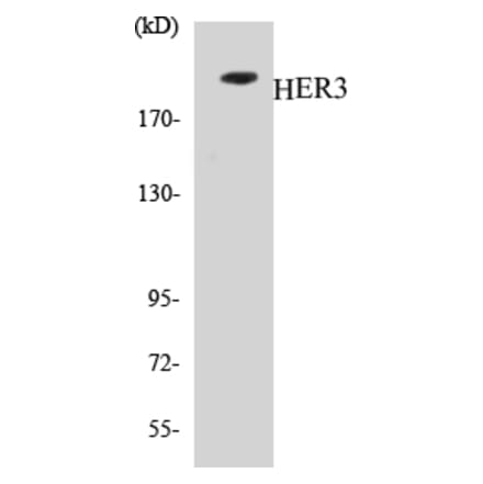 Western Blot - HER3 Cell Based ELISA Kit (CB5330) - Antibodies.com