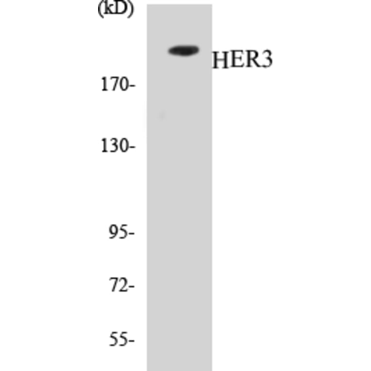 Western Blot - HER3 Cell Based ELISA Kit (CB5330) - Antibodies.com