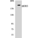 Western Blot - HER3 Cell Based ELISA Kit (CB5330) - Antibodies.com