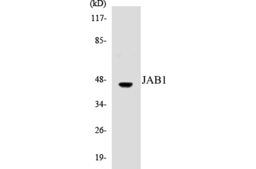 Western Blot - JAB1 Cell Based ELISA Kit (CB5384) - Antibodies.com