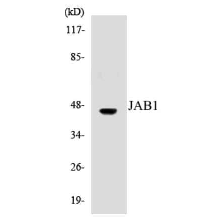 Western Blot - JAB1 Cell Based ELISA Kit (CB5384) - Antibodies.com