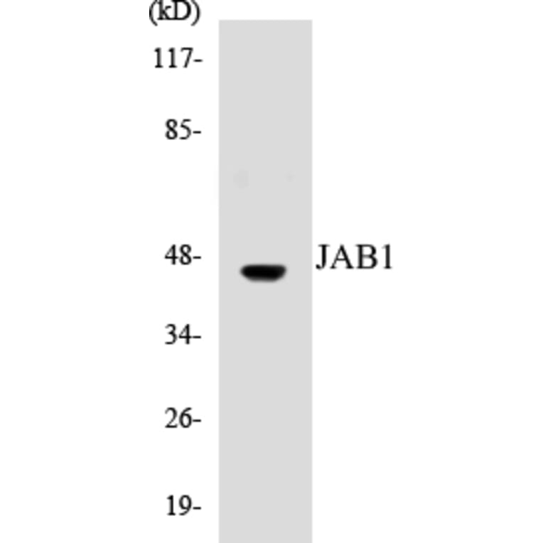 Western Blot - JAB1 Cell Based ELISA Kit (CB5384) - Antibodies.com