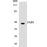 Western Blot - JAB1 Cell Based ELISA Kit (CB5384) - Antibodies.com