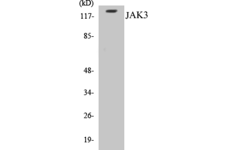 Western Blot - JAK3 Cell Based ELISA Kit (CB5386) - Antibodies.com