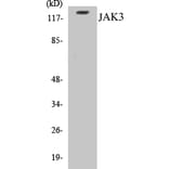 Western Blot - JAK3 Cell Based ELISA Kit (CB5386) - Antibodies.com