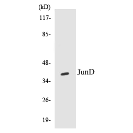 Western Blot - JunD Cell Based ELISA Kit (CB5391) - Antibodies.com