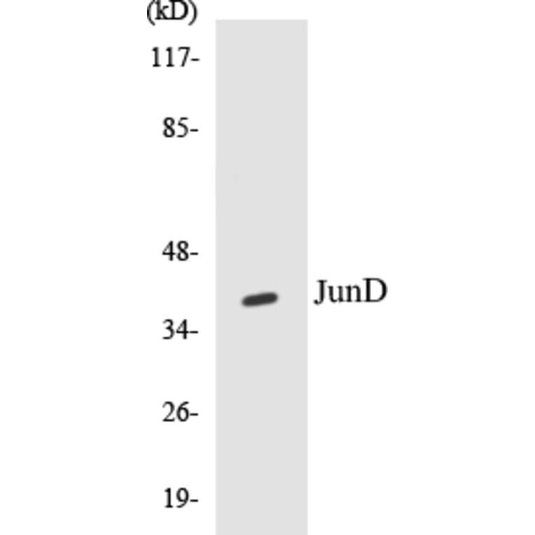 Western Blot - JunD Cell Based ELISA Kit (CB5391) - Antibodies.com