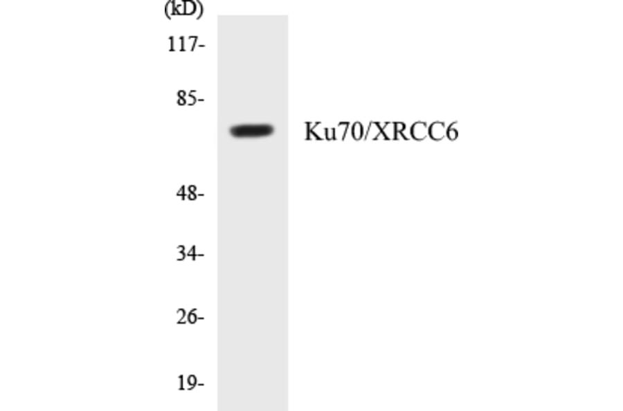 Western Blot - Ku70 Cell Based ELISA Kit (CB5411) - Antibodies.com