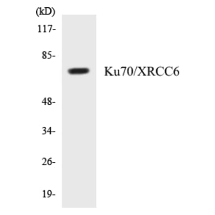 Western Blot - Ku70 Cell Based ELISA Kit (CB5411) - Antibodies.com