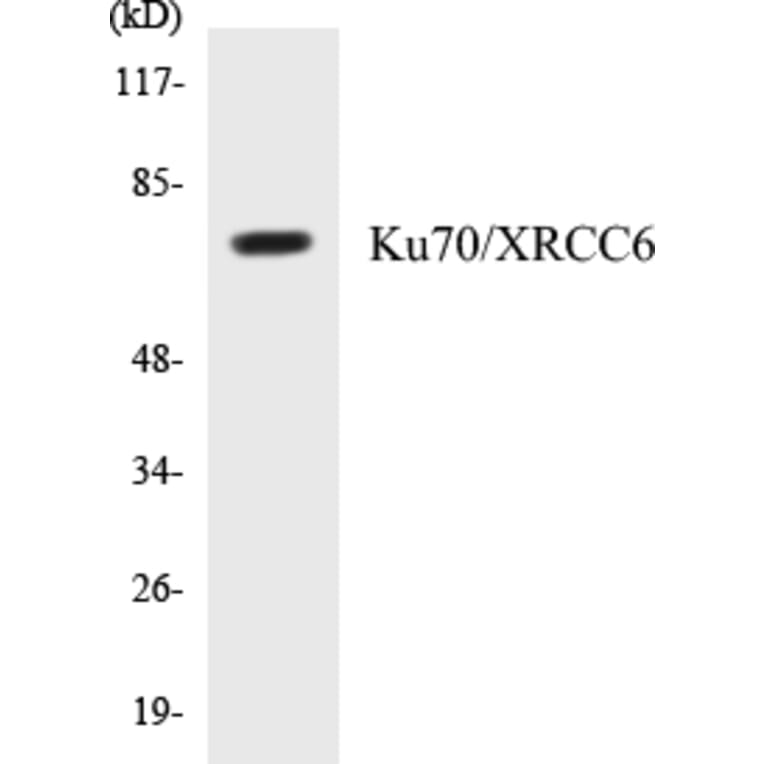 Western Blot - Ku70 Cell Based ELISA Kit (CB5411) - Antibodies.com
