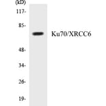 Western Blot - Ku70 Cell Based ELISA Kit (CB5411) - Antibodies.com