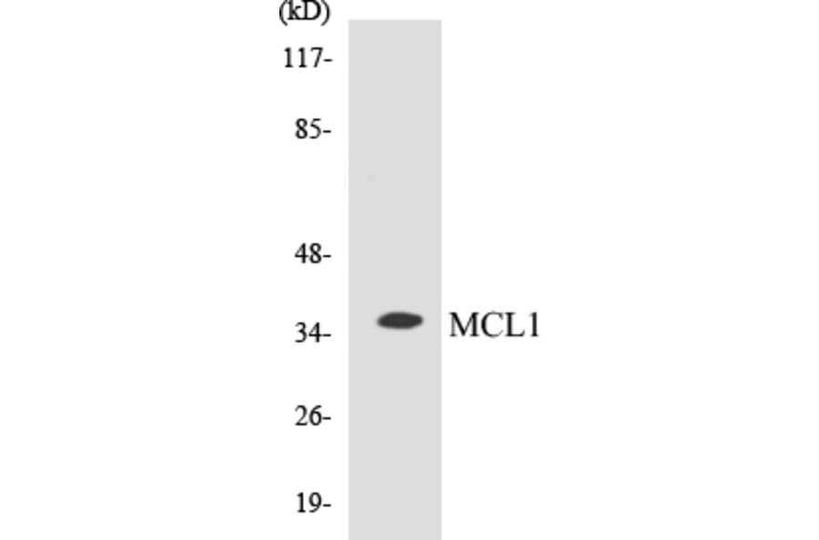 Western Blot - MCL1 Cell Based ELISA Kit (CB5432) - Antibodies.com