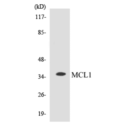 Western Blot - MCL1 Cell Based ELISA Kit (CB5432) - Antibodies.com