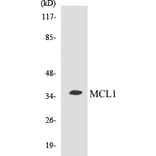 Western Blot - MCL1 Cell Based ELISA Kit (CB5432) - Antibodies.com