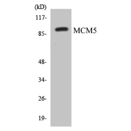 Western Blot - MCM5 Cell Based ELISA Kit (CB5435) - Antibodies.com