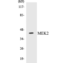 Western Blot - MEK2 Cell Based ELISA Kit (CB5441) - Antibodies.com