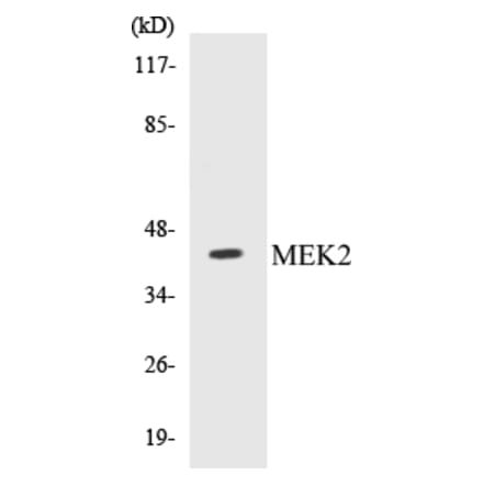 Western Blot - MEK2 Cell Based ELISA Kit (CB5441) - Antibodies.com