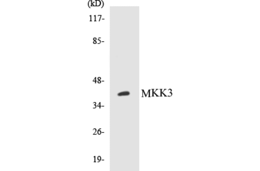 Western Blot - MKK3 Cell Based ELISA Kit (CB5451) - Antibodies.com