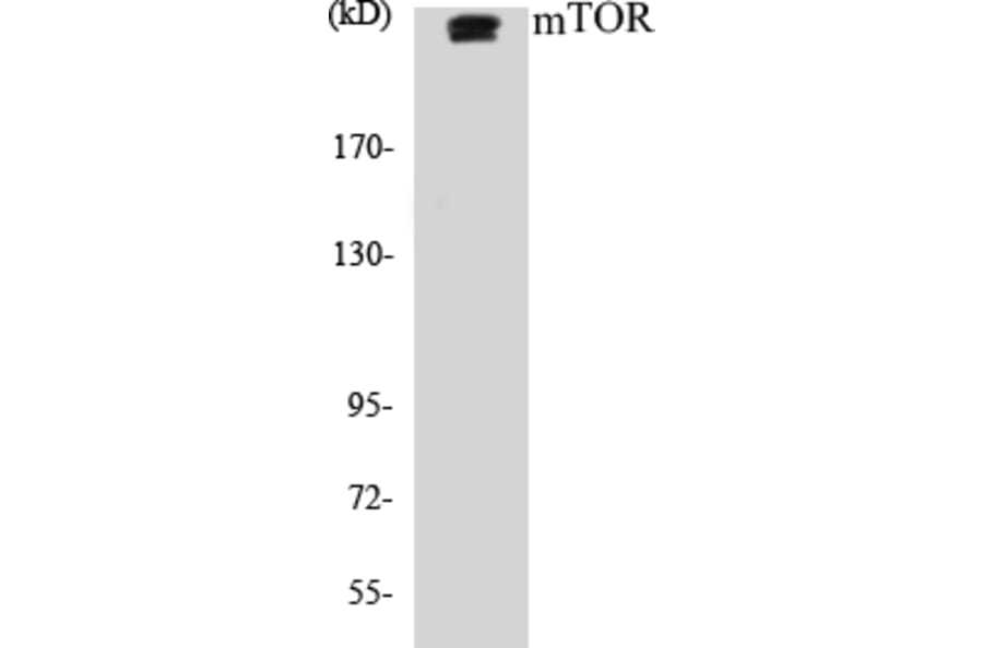 Western Blot - Mtor Cell Based ELISA Kit (CB5474) - Antibodies.com