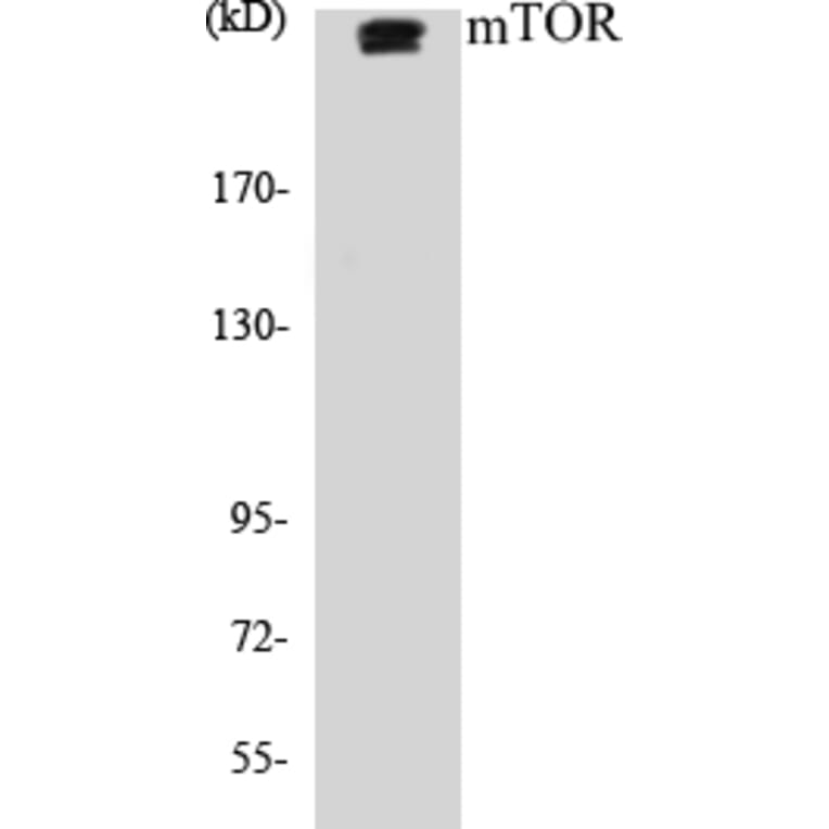 Western Blot - Mtor Cell Based ELISA Kit (CB5474) - Antibodies.com