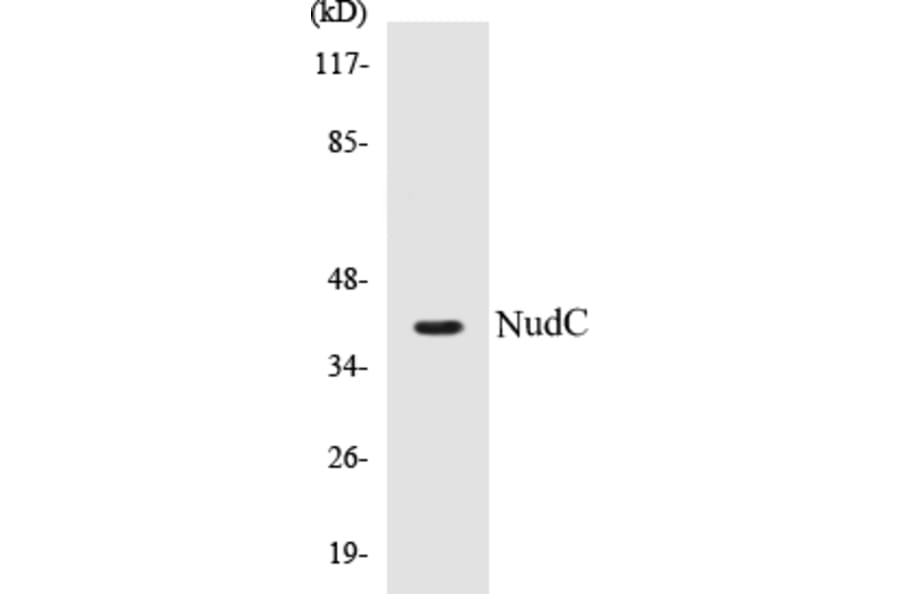 Western Blot - NudC Cell Based ELISA Kit (CB5500) - Antibodies.com