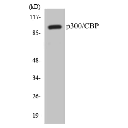 Western Blot - p300 Cell Based ELISA Kit (CB5513) - Antibodies.com