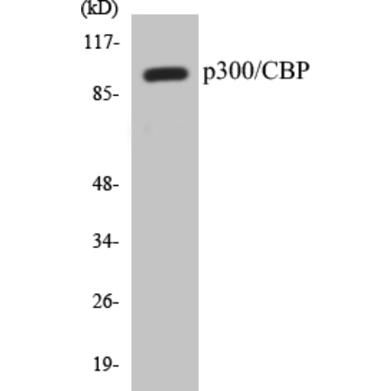 Western Blot - p300 Cell Based ELISA Kit (CB5513) - Antibodies.com