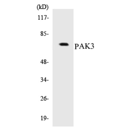 Western Blot - PAK3 Cell Based ELISA Kit (CB5531) - Antibodies.com