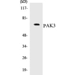 Western Blot - PAK3 Cell Based ELISA Kit (CB5531) - Antibodies.com