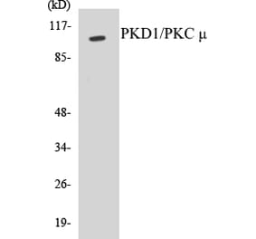 Western Blot - PKD1 Cell Based ELISA Kit (CB5570) - Antibodies.com