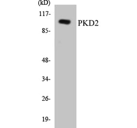 Western Blot - PKD2 Cell Based ELISA Kit (CB5571) - Antibodies.com