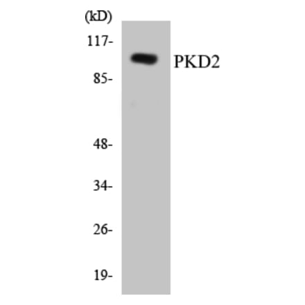 Western Blot - PKD2 Cell Based ELISA Kit (CB5571) - Antibodies.com