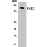 Western Blot - PKD2 Cell Based ELISA Kit (CB5571) - Antibodies.com